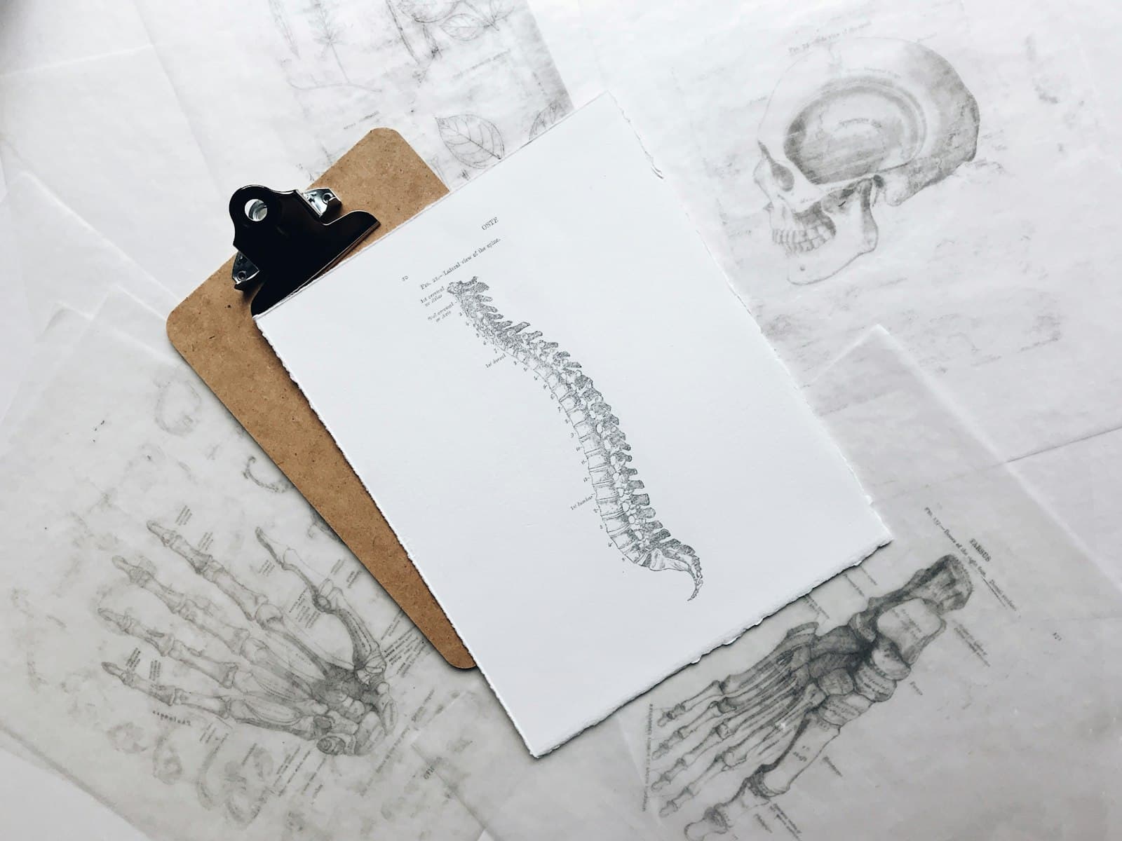 Focus on the neck and spine