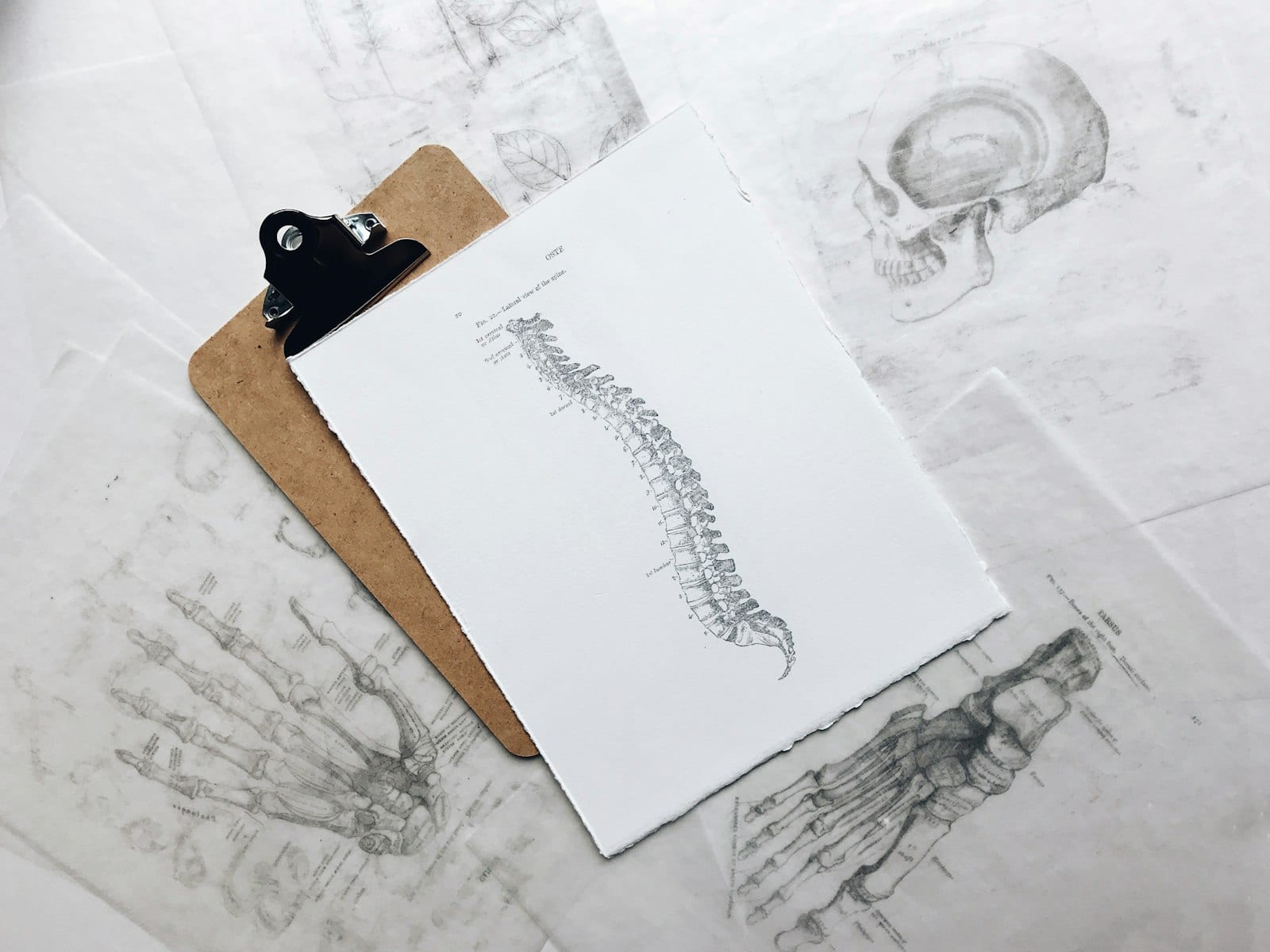 Focus on the neck and spine