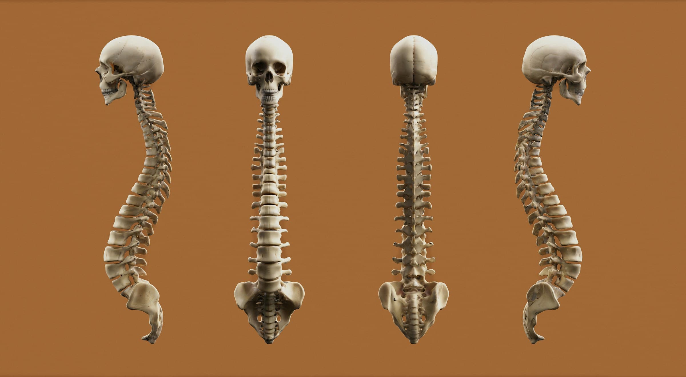 Anatomical illustration of the skull and spine from multiple angles, highlighting the atlas (C1) and its relationship to the upper cervical structure.