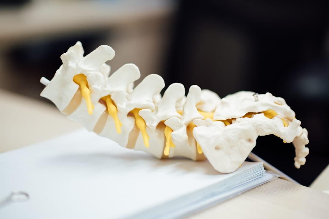 A detailed anatomical spine model on a clinical surface, illustrating the vertebral alignment addressed through Atlas Orthogonal upper cervical care.