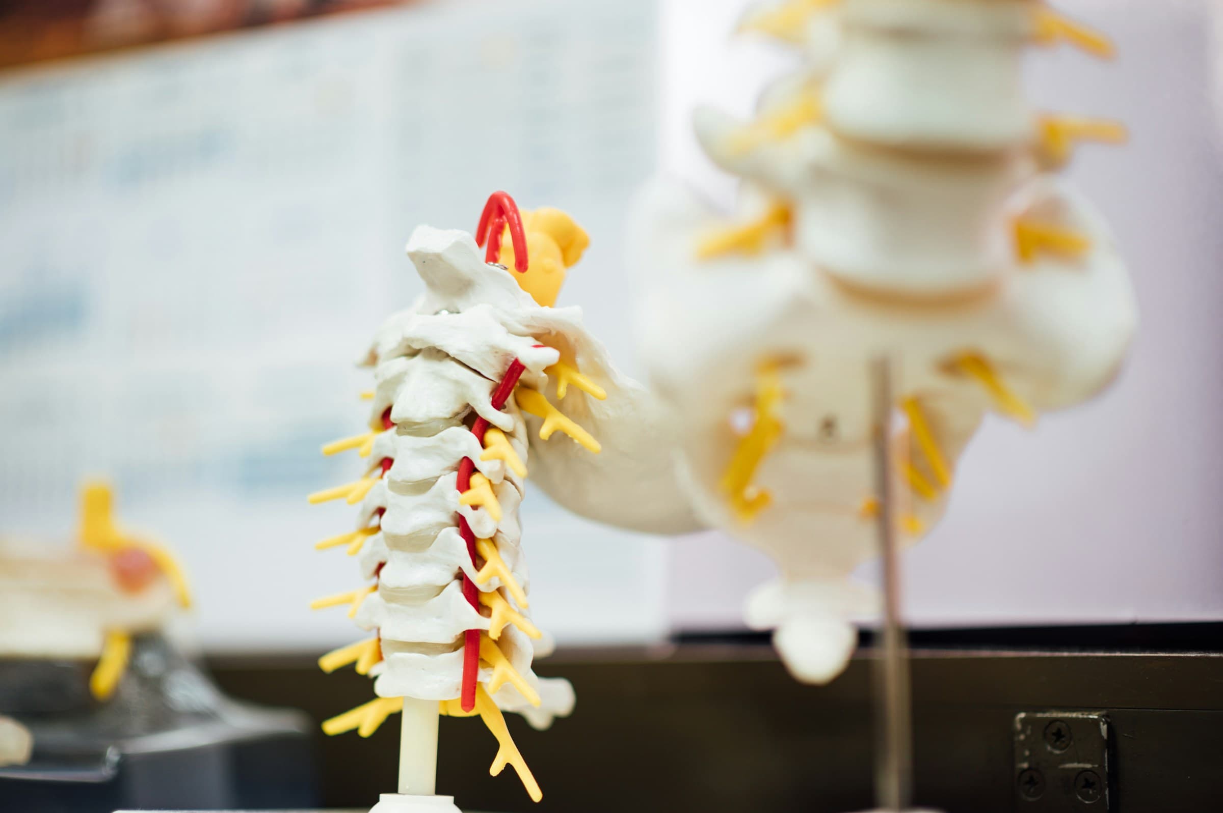 Detailed spinal model illustrating the cervical vertebrae, used in advanced diagnostics to identify misalignments and guide precise upper cervical care.